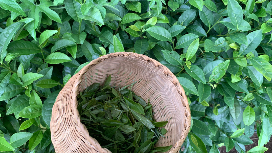 What is Longjing Green Tea and Why is it Famous?