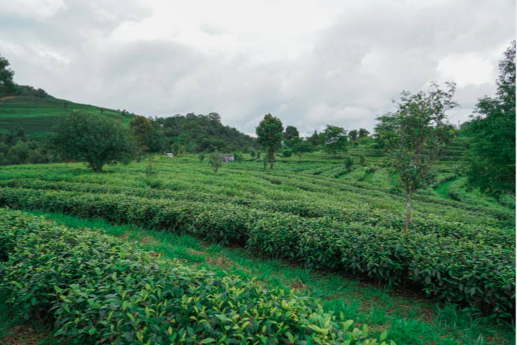 Organic Pu'er tea garden in Yunnan, showcasing lush greenery and high-altitude tea trees, perfect for crafting authentic Sheng and Shou Pu'er teas.